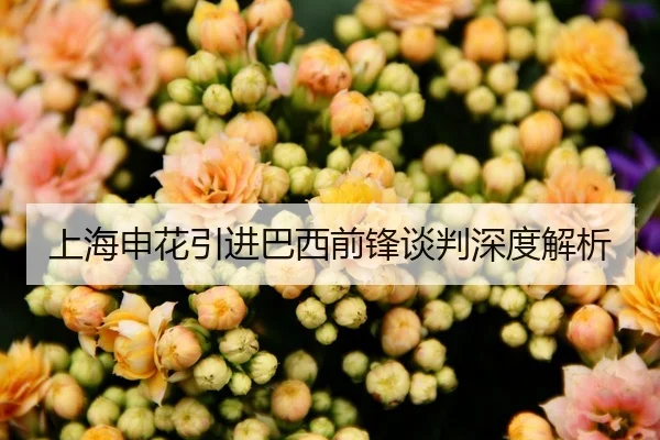 上海申花引进巴西前锋谈判深度解析